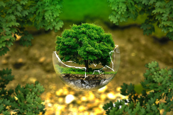 The State of the Environment